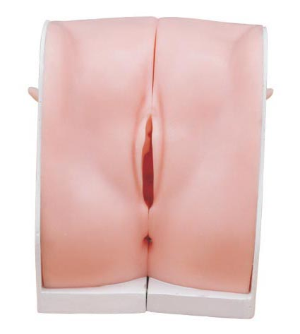 人體醫(yī)學模型