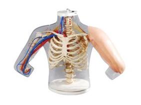 中心靜脈穿刺模型