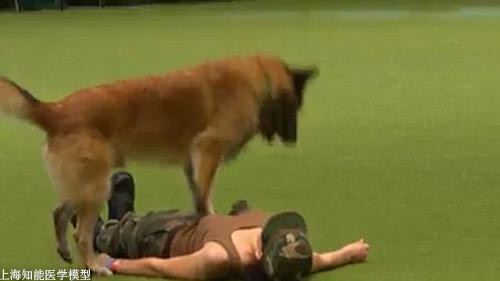 心肺復(fù)蘇模擬人 心肺復(fù)蘇模擬人