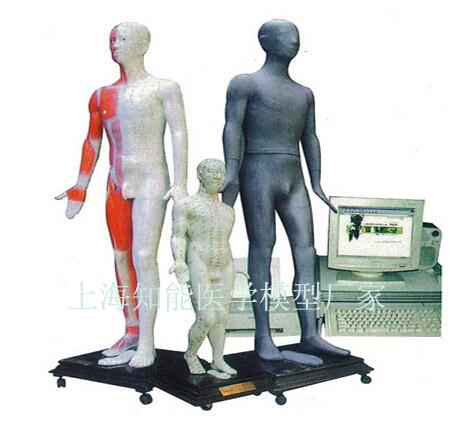 多媒體人體針灸穴位發(fā)光模型