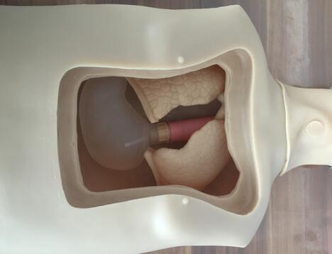 內(nèi)部解剖結(jié)構(gòu) 內(nèi)部解剖結(jié)構(gòu)