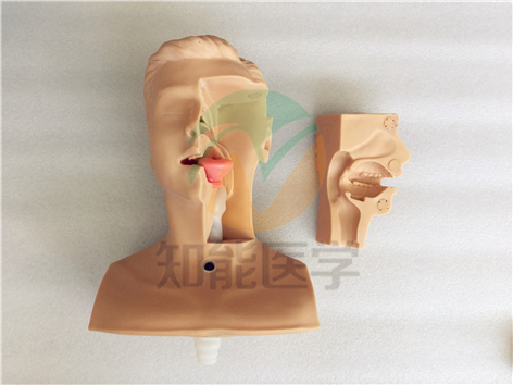 高級吸痰練習模型 BIX-H85 高級吸痰練習模型 BIX-H85