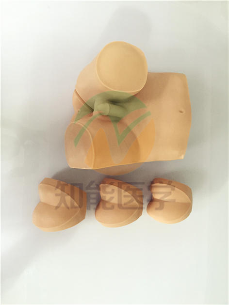 知能醫(yī)學(xué)模型高級直腸指診檢查模型 知能醫(yī)學(xué)模型高級直腸指診檢查模型