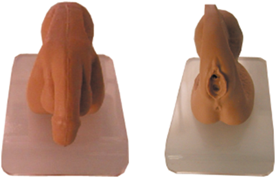 知能醫(yī)學(xué)膀胱鏡及導(dǎo)尿技能訓(xùn)練模型 知能醫(yī)學(xué)膀胱鏡及導(dǎo)尿技能訓(xùn)練模型