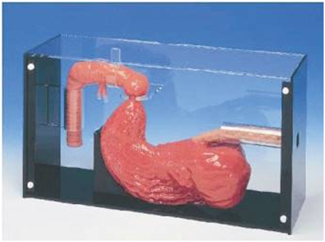 知能醫(yī)學(xué)ERCP檢查訓(xùn)練模型 知能醫(yī)學(xué)ERCP檢查訓(xùn)練模型