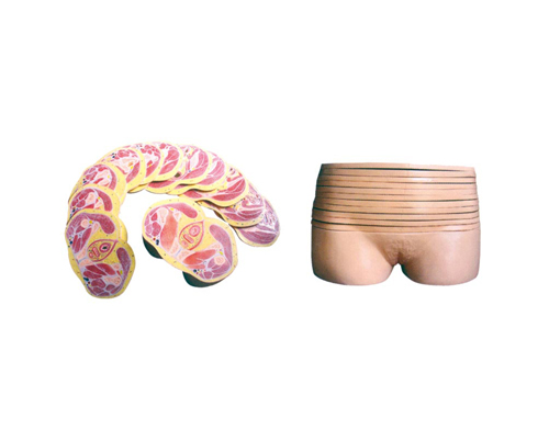 知能醫(yī)學(xué)模型女性盆部橫斷斷層解剖模型 BIX-A3002 知能醫(yī)學(xué)模型女性盆部橫斷斷層解剖模型 BIX-A3002