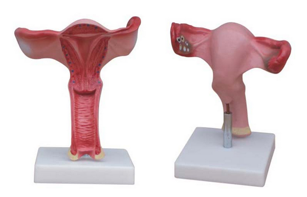 知能醫(yī)學模型子宮放大模型 BIX-FZG 知能醫(yī)學模型子宮放大模型 BIX-A584