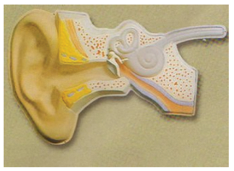 知能醫(yī)學(xué)耳聽(tīng)覺(jué)調(diào)節(jié)模型 BIX-A2135 知能醫(yī)學(xué)耳聽(tīng)覺(jué)調(diào)節(jié)模型 BIX-A2135