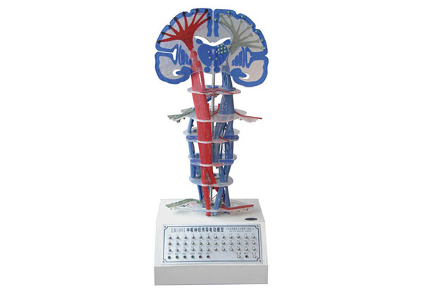 知能醫(yī)學(xué)模型中樞神經(jīng)傳導(dǎo)電動(dòng)模型測(cè)評(píng)報(bào)告