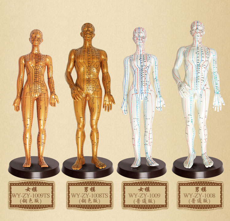 經(jīng)絡(luò)準(zhǔn)確的人體模型買多大的好？