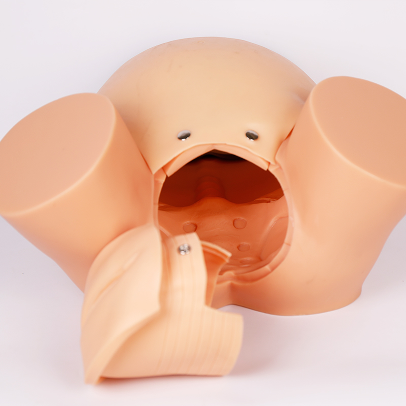 分娩過(guò)程模擬模型 分娩過(guò)程模擬模型