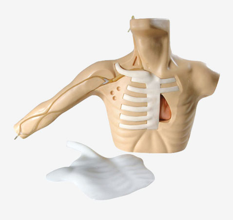 外周穿刺、中心靜脈穿刺插管模型