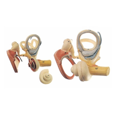 內(nèi)耳、聽小骨及鼓膜放大模型