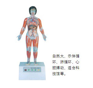 微電腦人體心動周期與大、小循環(huán)演示儀