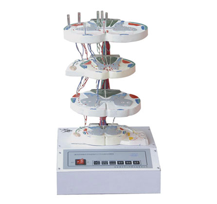 脊髓的內部結構和上、下行纖維電動模型