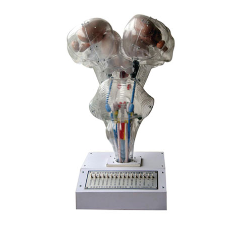 腦、腦水平切、腦神經(jīng)核立體關(guān)系電動(dòng)模型