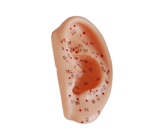 耳針灸模型（中文、英代）22CM