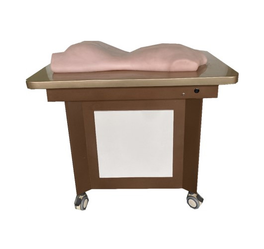 中醫(yī)針灸、推拿、拔罐背部模型(BIX-BBMX)