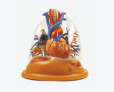 透明肺、氣管、支氣管連心臟模型