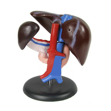 脾、胰、肝、十二指腸解剖模型