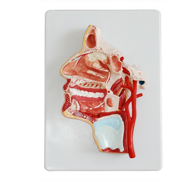 口、鼻、咽、喉內(nèi)側(cè)面血管神經(jīng)模型